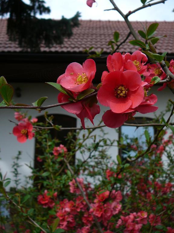 Appartamento La Ferme De Sissi Smrzice Camera foto